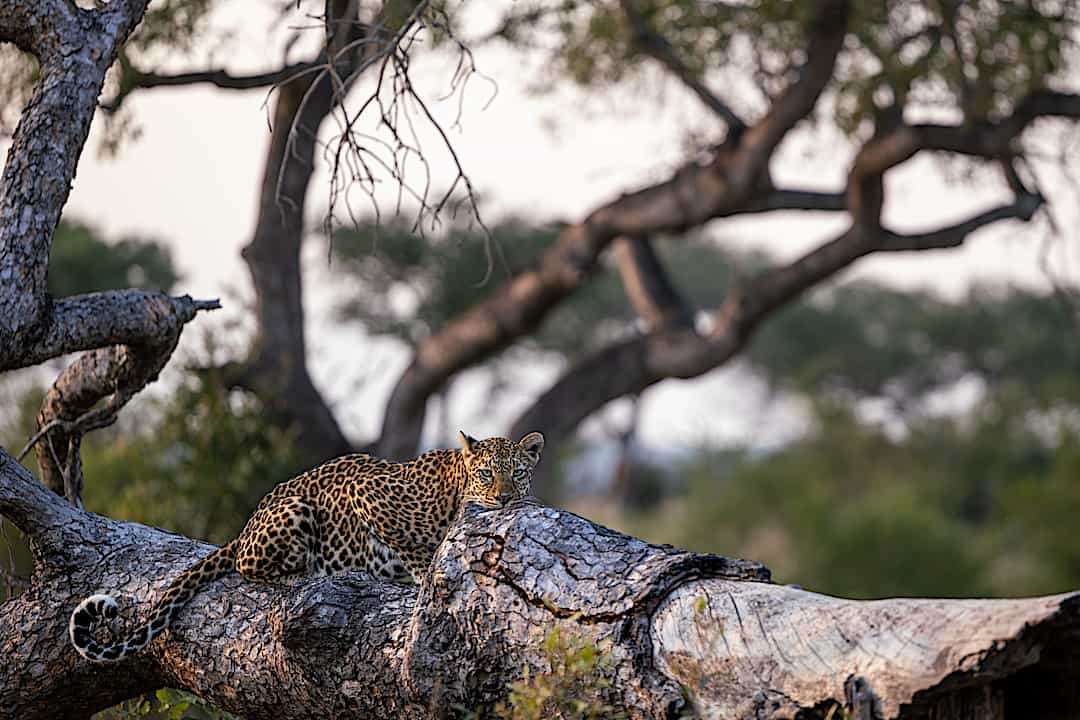 Leopard sighting in Londolozi, Sabi Sands.
