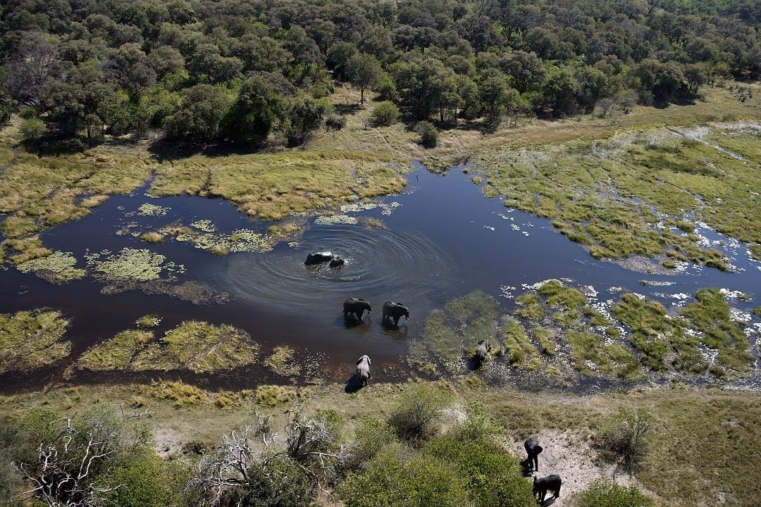 Elephants wade through the Okavango Delta's lush, shimmering waters peacefully.