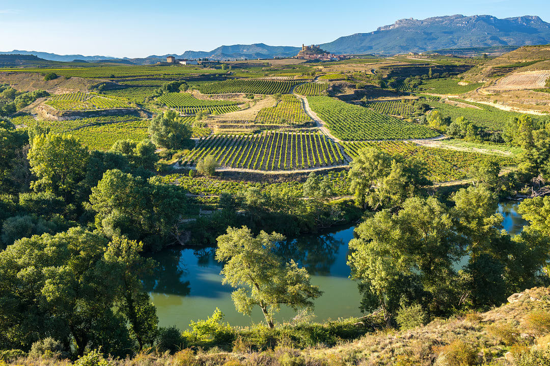 Vineyards in La Rioja, Spain