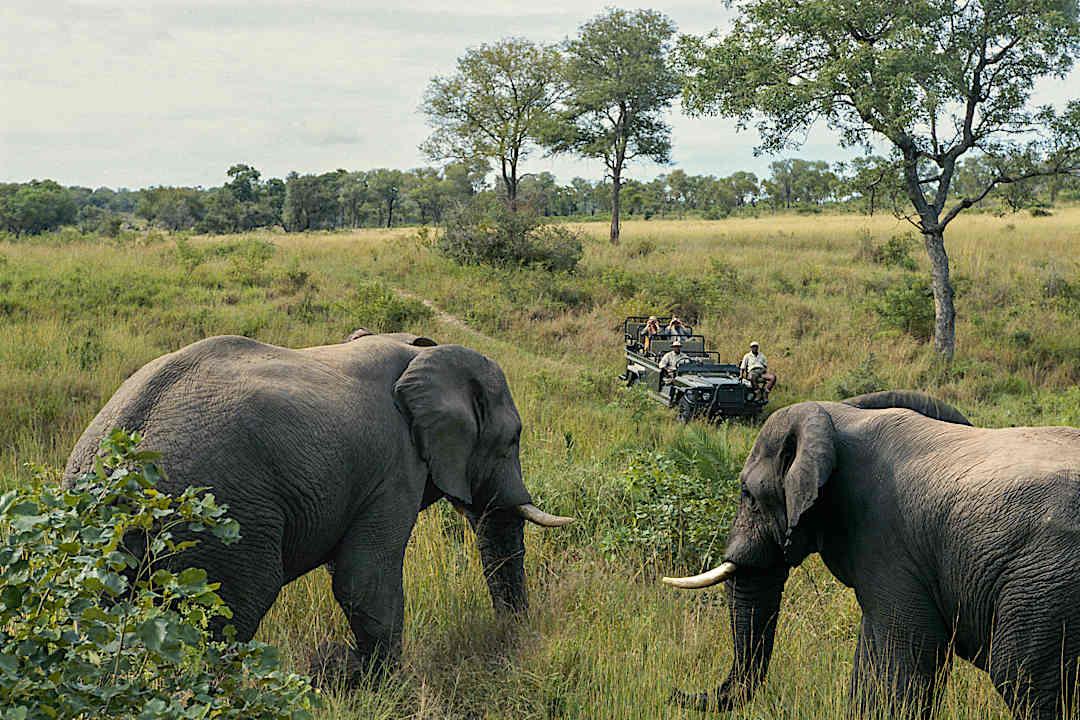 Elephant sighting during a safari.