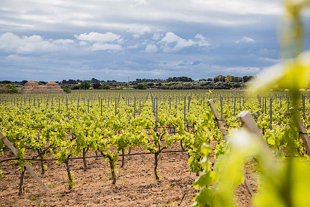 Vineyard in Puglia.