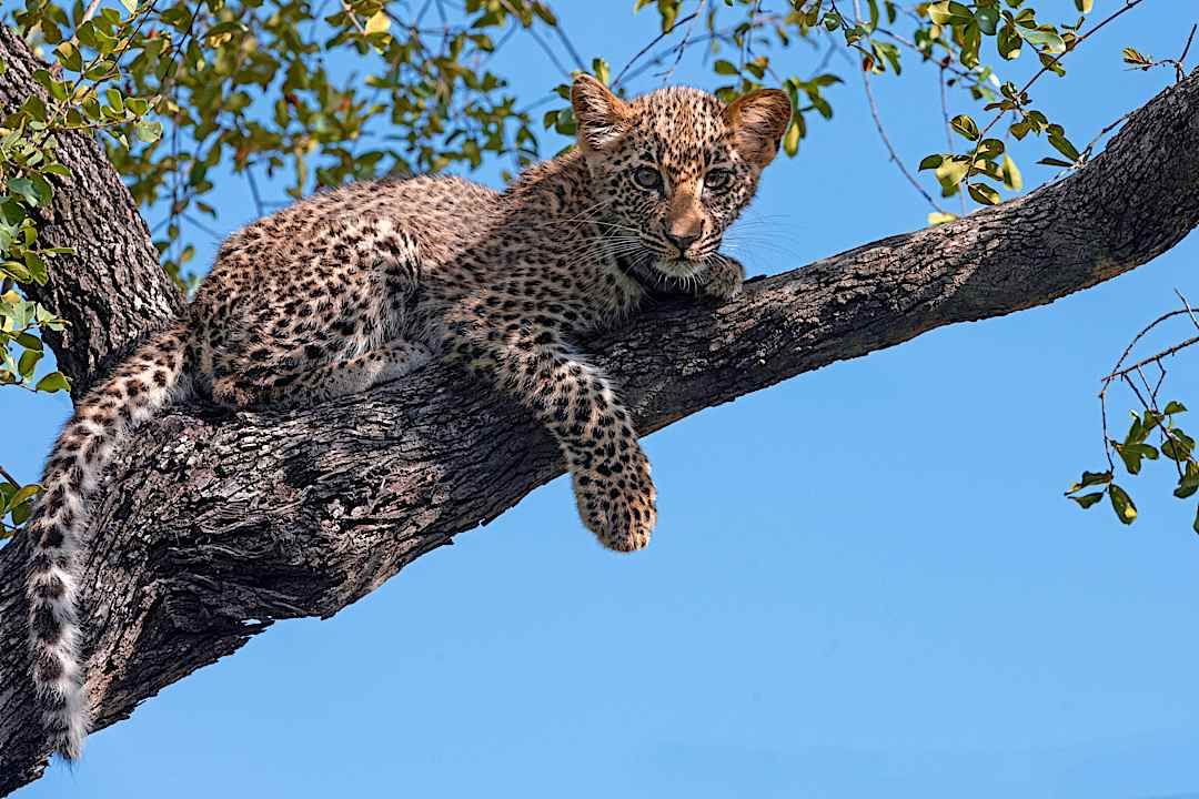 Baby leopard sighting at Sabi Sands.