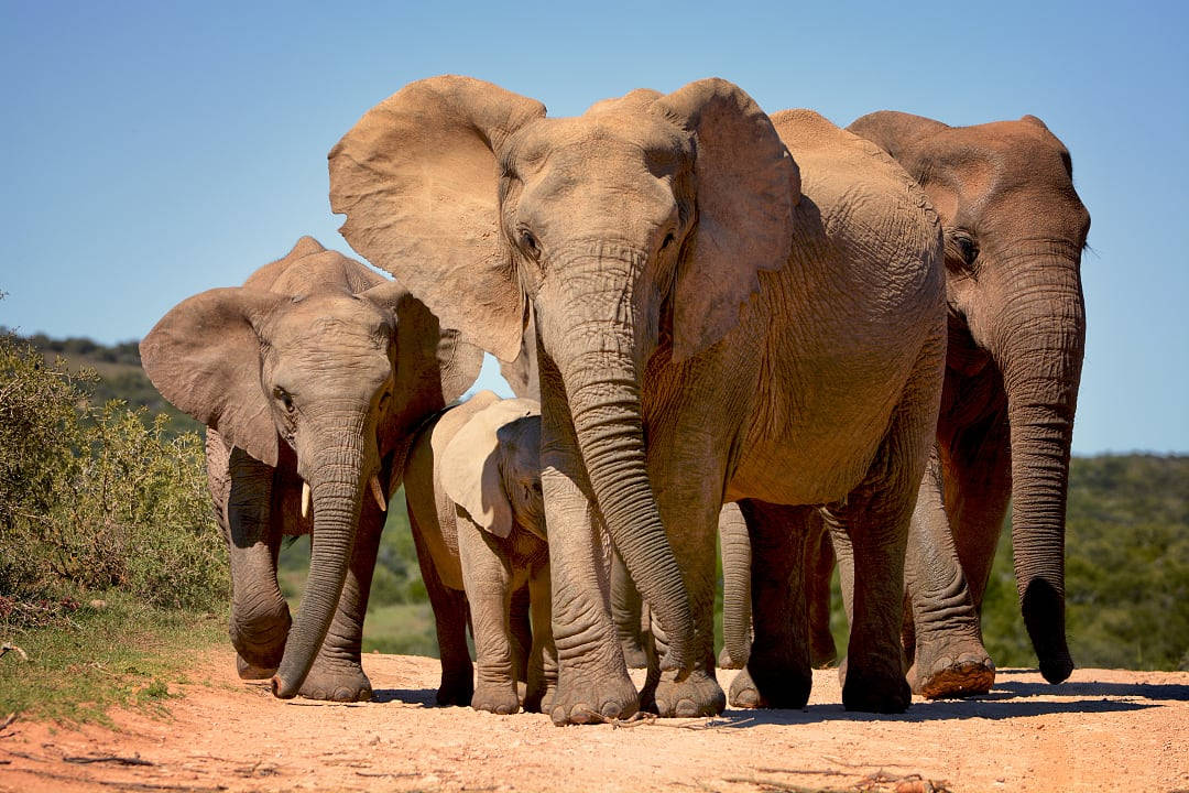 Herd of elephants in the Addo National Park, South Africa.
