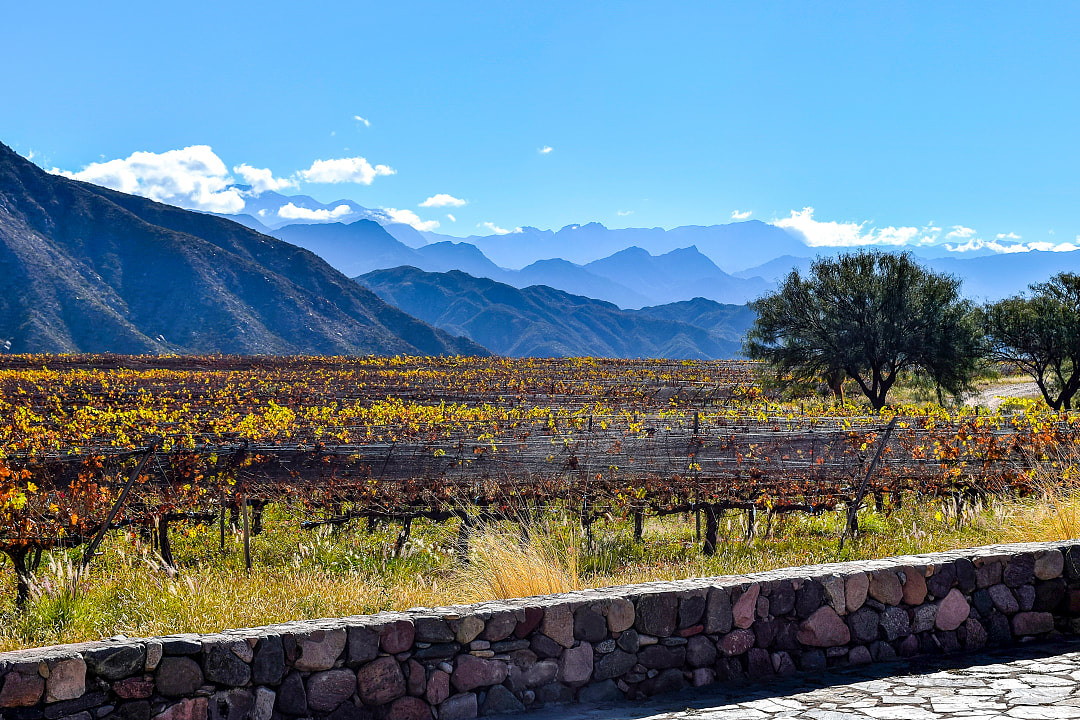Vineyards in the La Rioja Region of Argentina