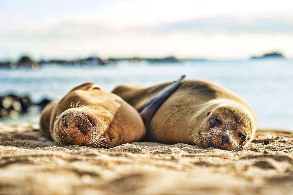 Sea lions sleeping on the beach in the Galapagos Islands, Ecuador