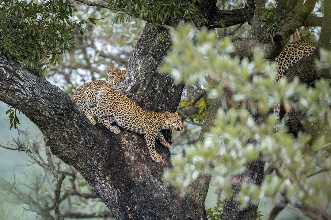 Leopard in a tree at Kruger National Park, South Africa.