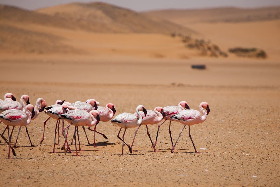 A flock of flamingos gracefully walks across Namibia’s vast desert landscape.