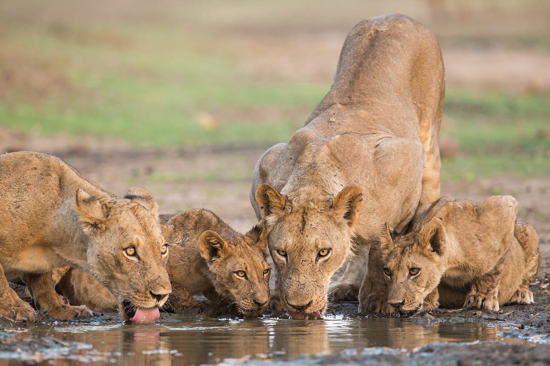A lioness and her cubs drink water in Mana Pools.