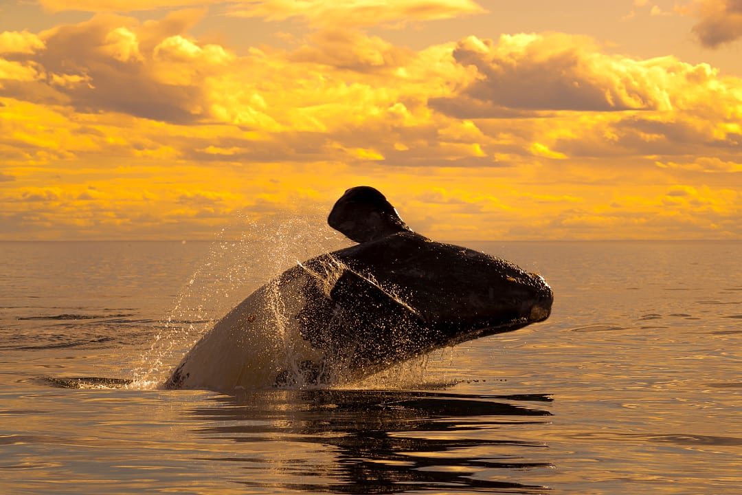 Right whale breaching the water surface in Puerto Madryn, Argentina