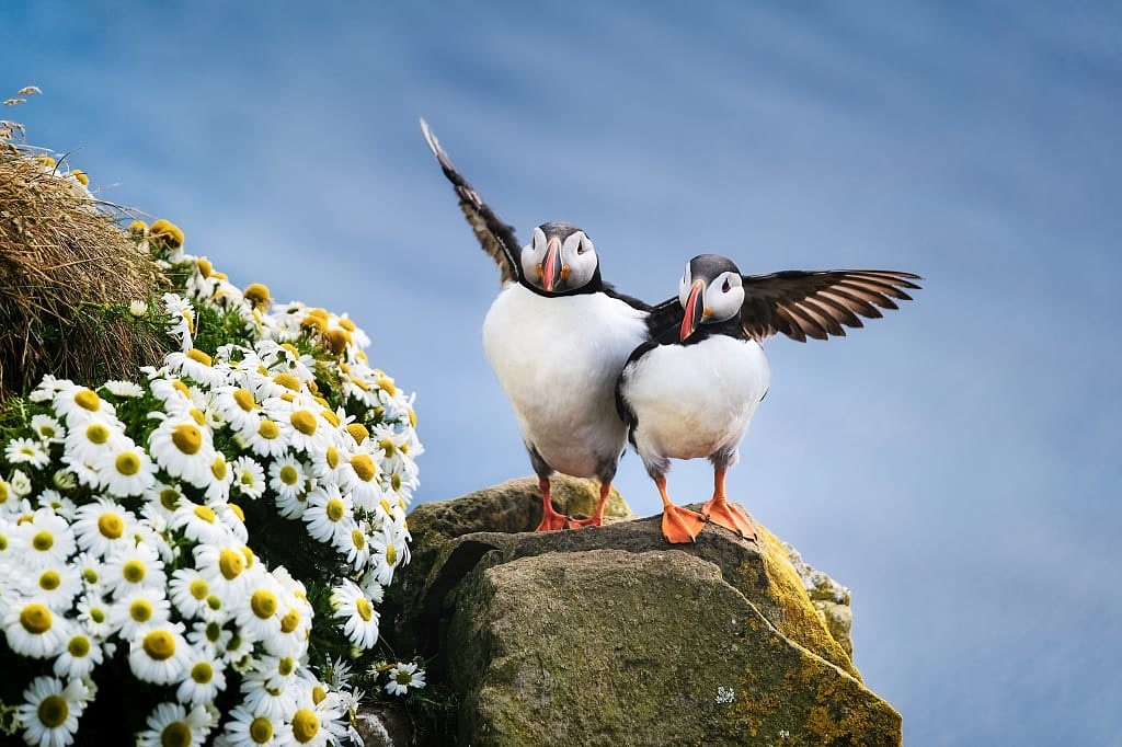 Puffins in Iceland's Westfjords
