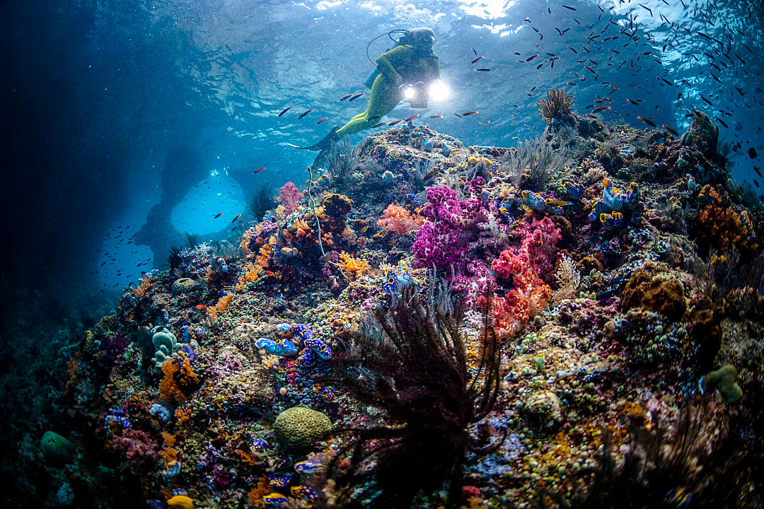 Scuba diver exploring the coral reefs in Coral reefs in Raja Ampat Islands, Indonesia