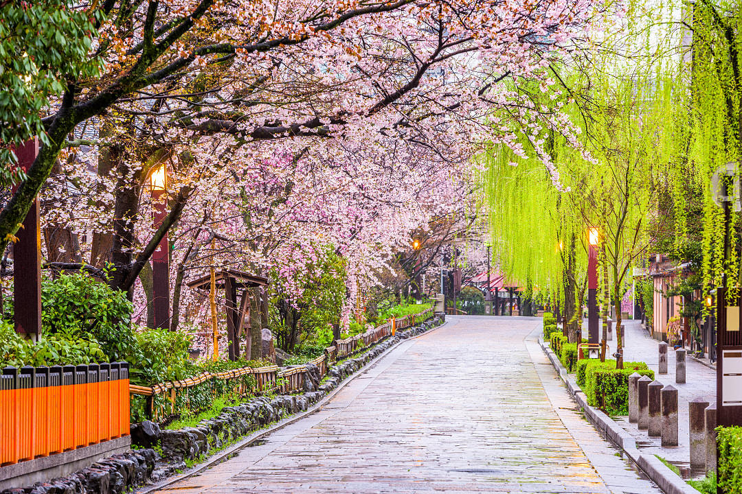 Shirakawa in the Gion Geisha District, Japan