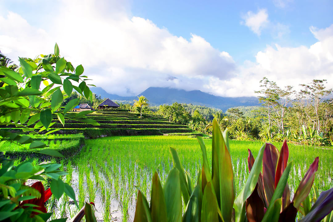Rice field in Bali, Indonesia