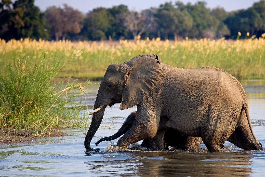 African elephant wading through the Zambezi River in Zimbabwe