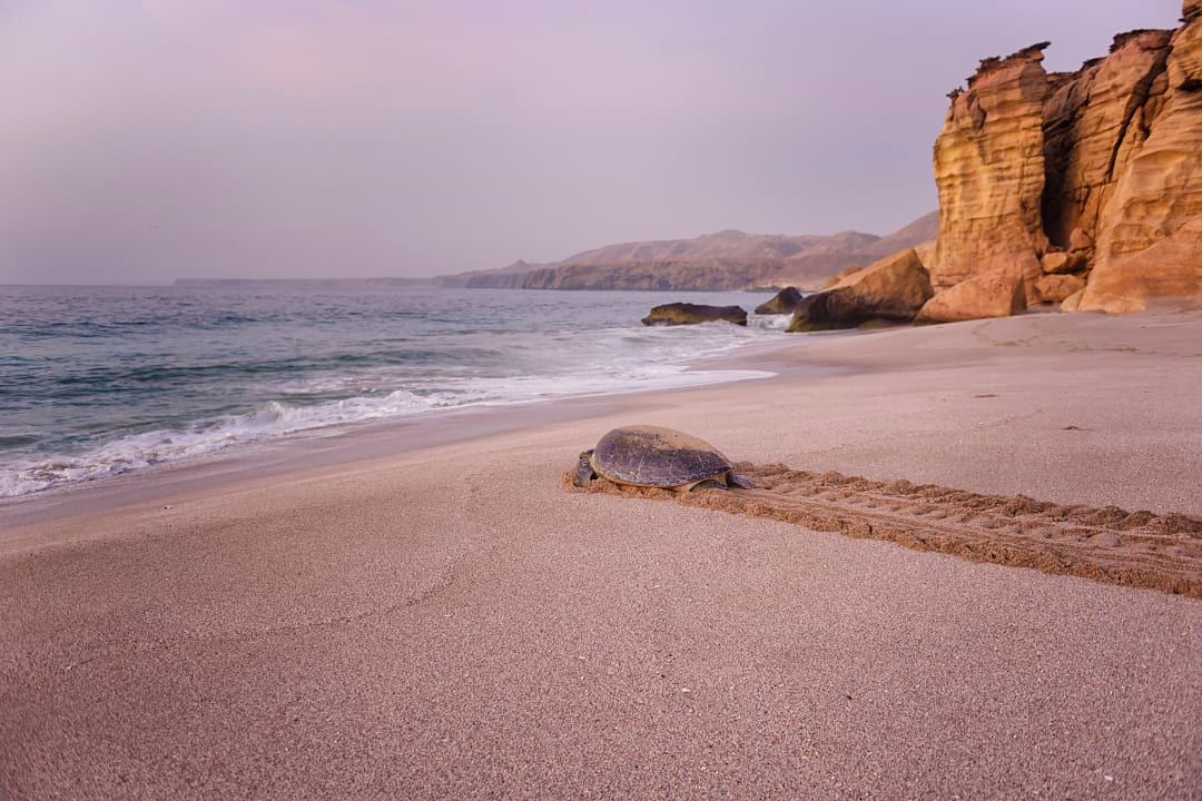 Turtle on the sandy returning to the water