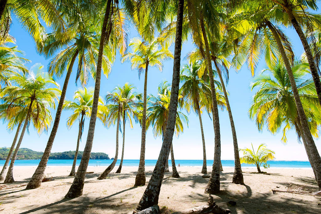 Palms at the beach in Puerto Carrillo, Costa Rica