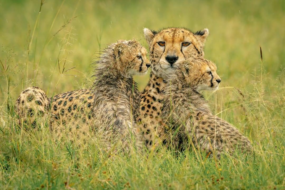 Wet female cheetah and her cubs in Masai Mara, Kenya