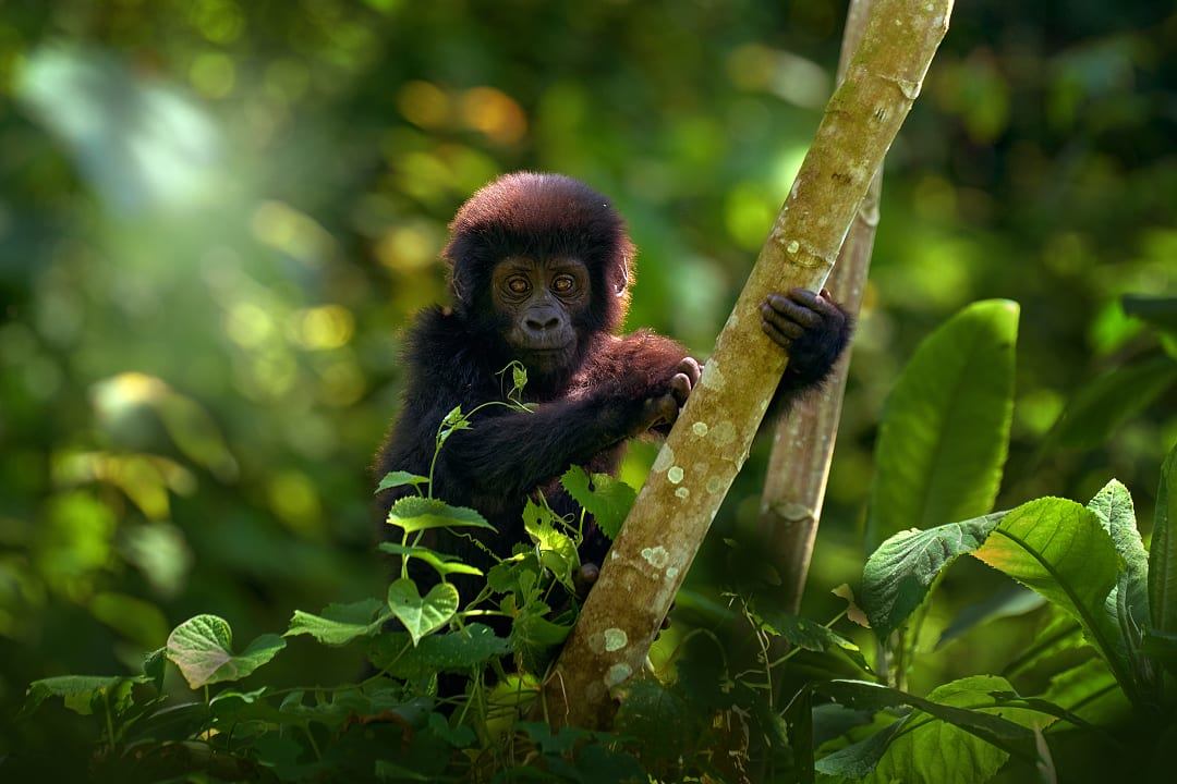 Gorilla trek in the Bwindi Impenetrable Forest, Uganda
