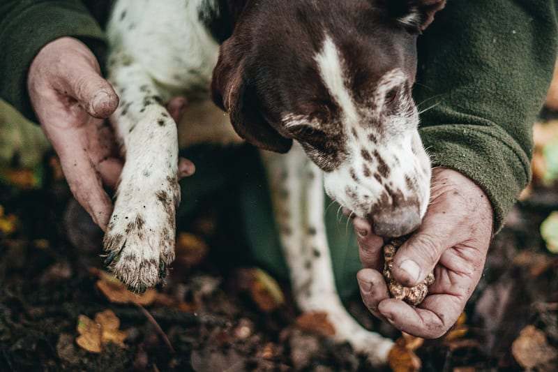 Truffle hunting in Alba, Italy.