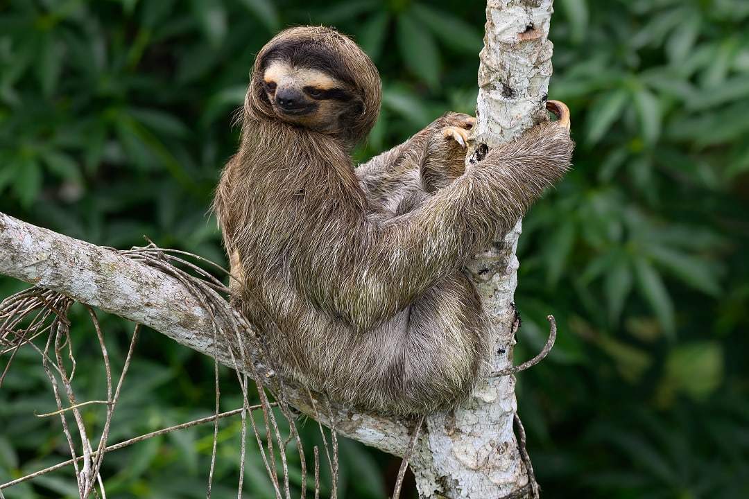Sloth in the rainforest of Panana