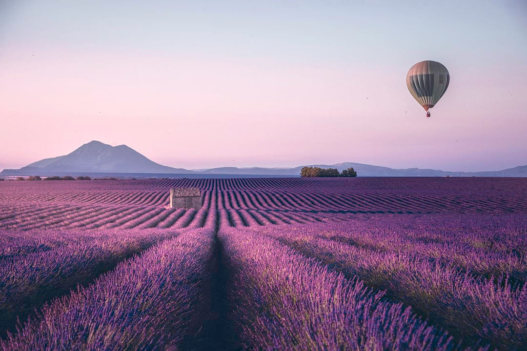 Lavender field in Provence, France