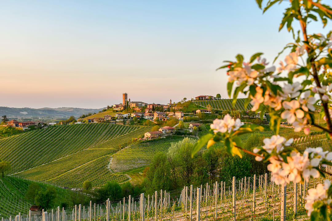Vineyards and village in Piedmont, Italy. 