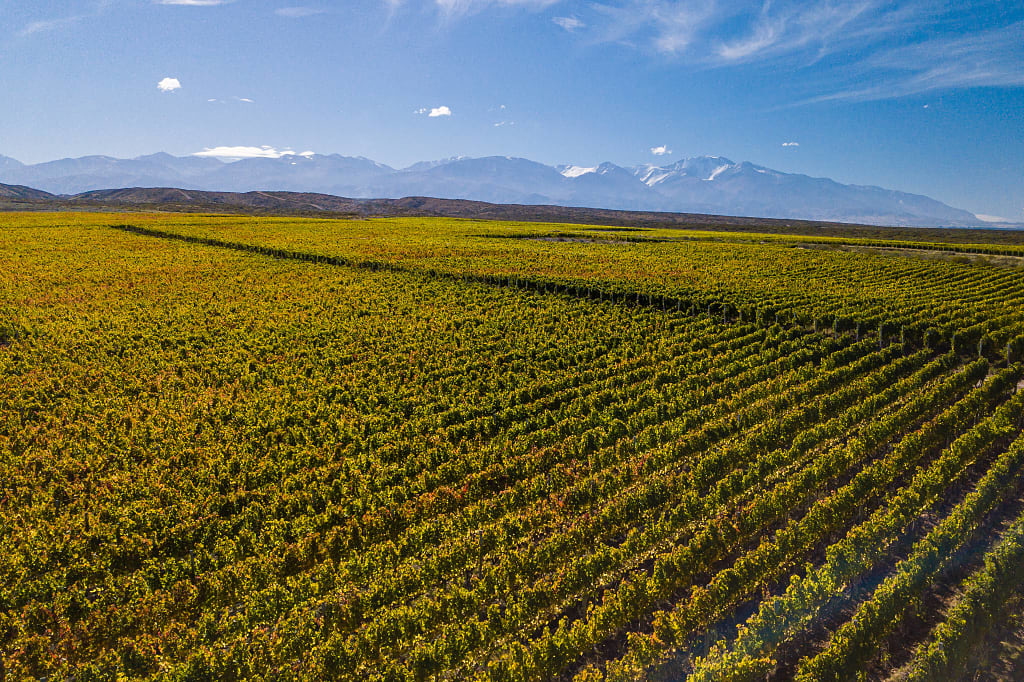 Vineyards in Mendoza, Argentina