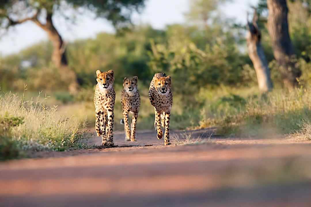Cheetahs running in the Kruger National Park.