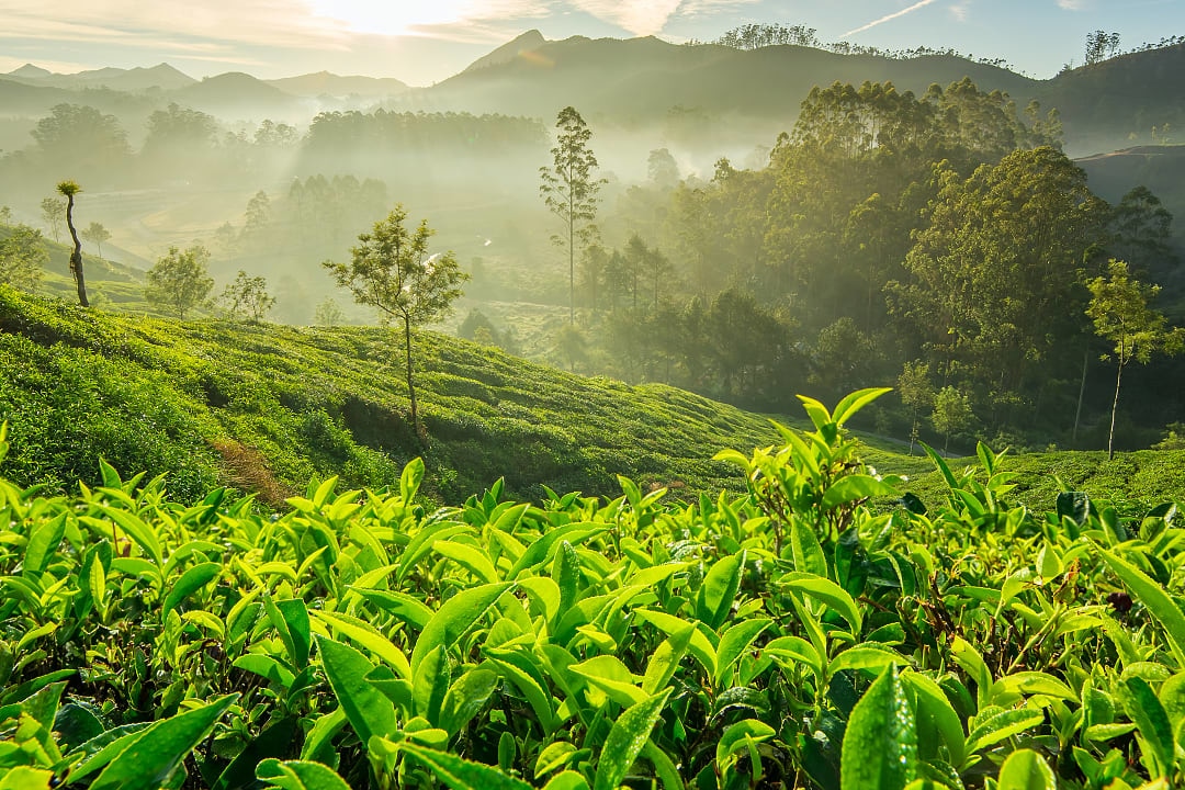 Tea plantations in Sri Lanka