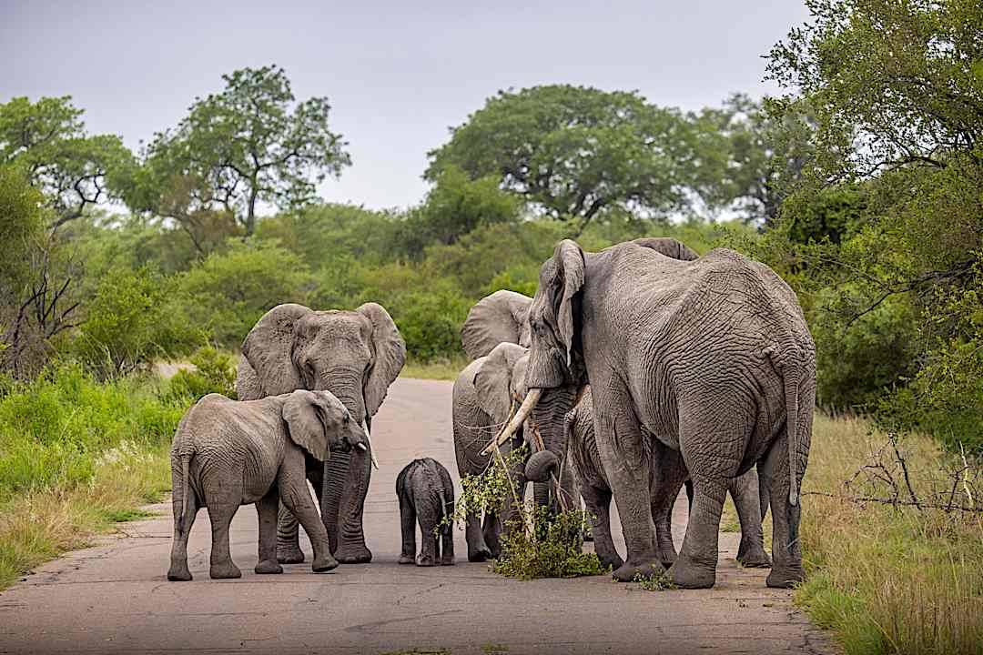 Herd of elephants in the Kruger National Park.