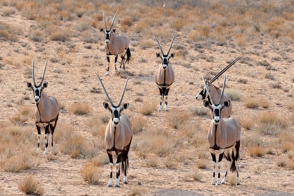 Antelope in Kgalagadi Transfrontier Park, Africa.