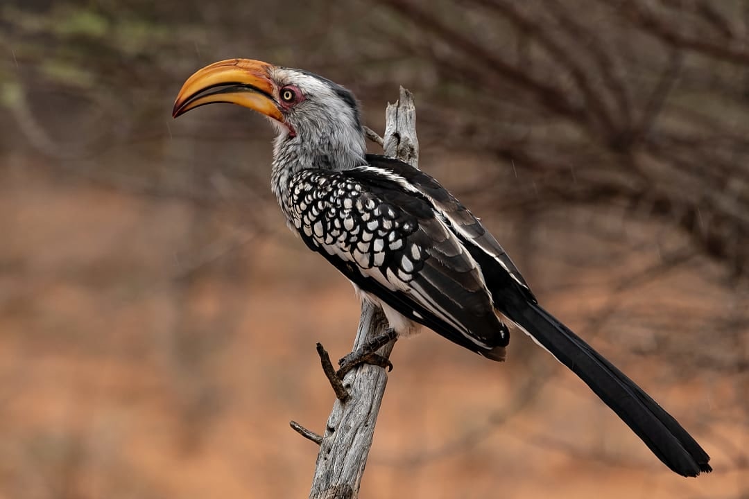 Yellow-billed Hornbill in Kruger National Park.