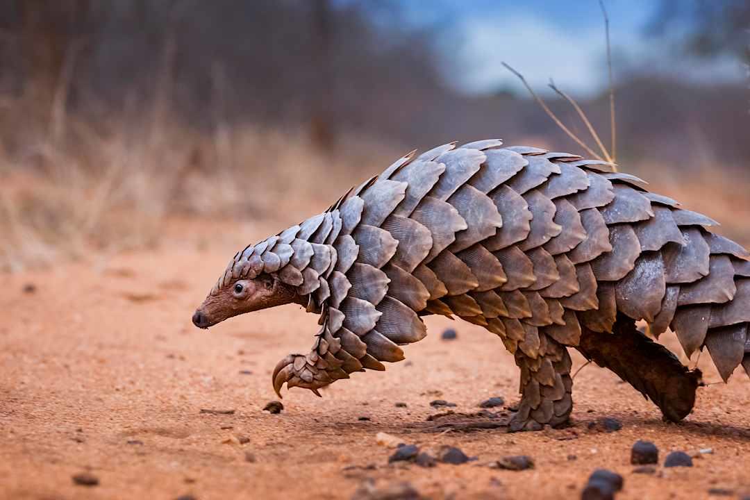 Pangolin, Limpopo.