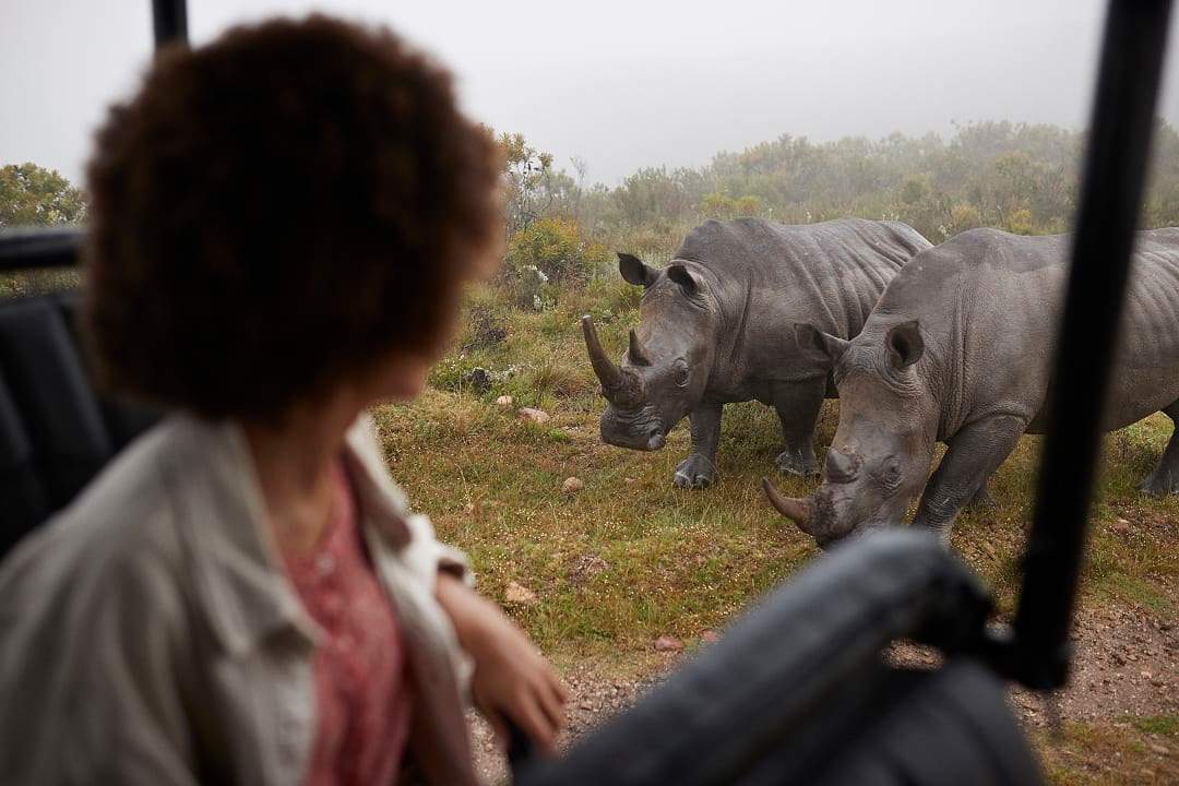 A woman on safari in South Africa, experiencing a close encounter with two rhinos.