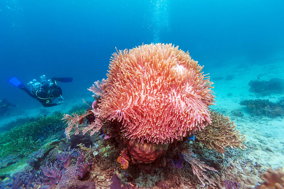 Scuba diver in Nusa Penida Island in Bali. 