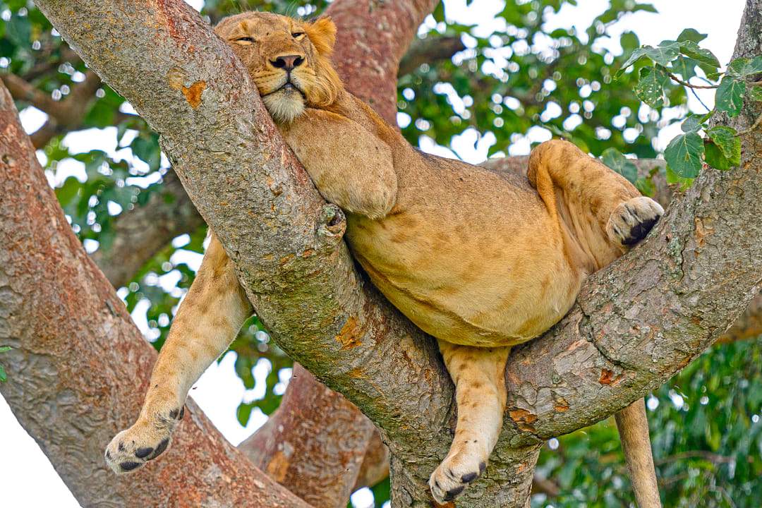 A lion laying in a tree at Queen Elizabeth Park, Uganda
