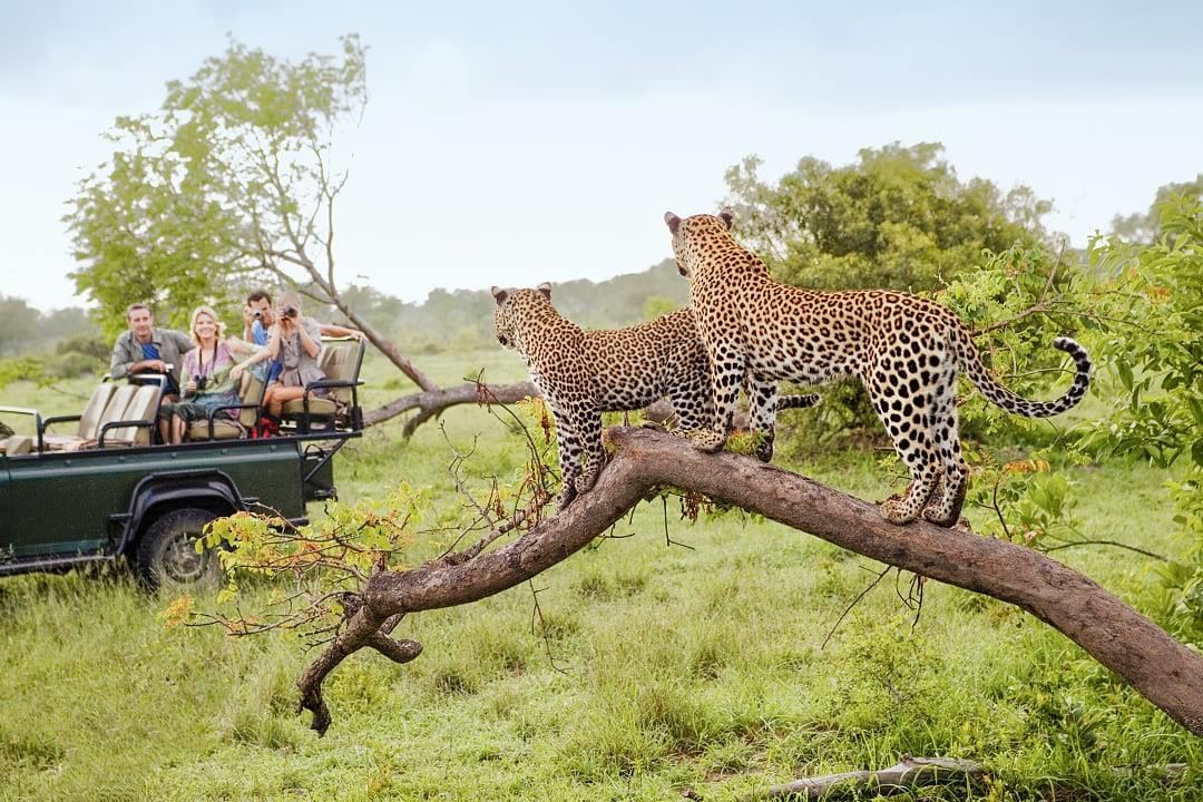 Close-up of a leopard lounging on a tree branch, surrounded by lush greenery, spotted during a safari game drive in Kruger National Park, South Africa