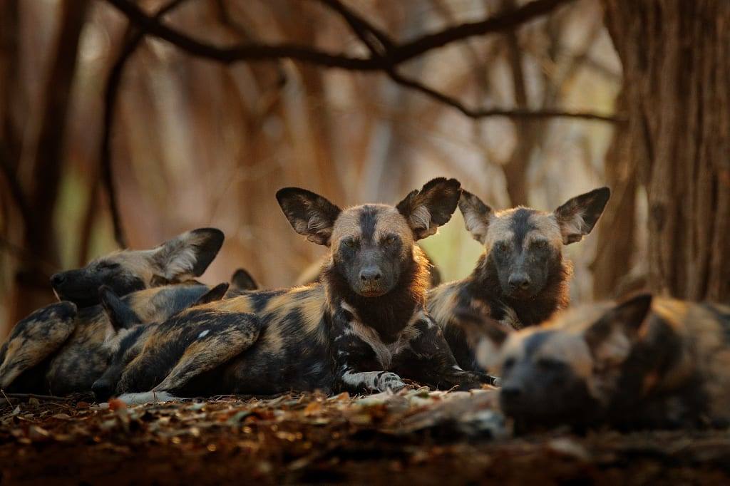 Wild dogs at Mana Pools National Park in Zimbabwe
