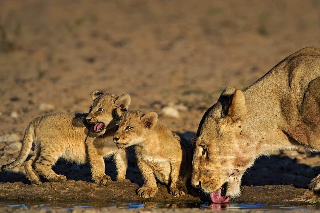 A lioness and her playful cubs drink water under the sun.