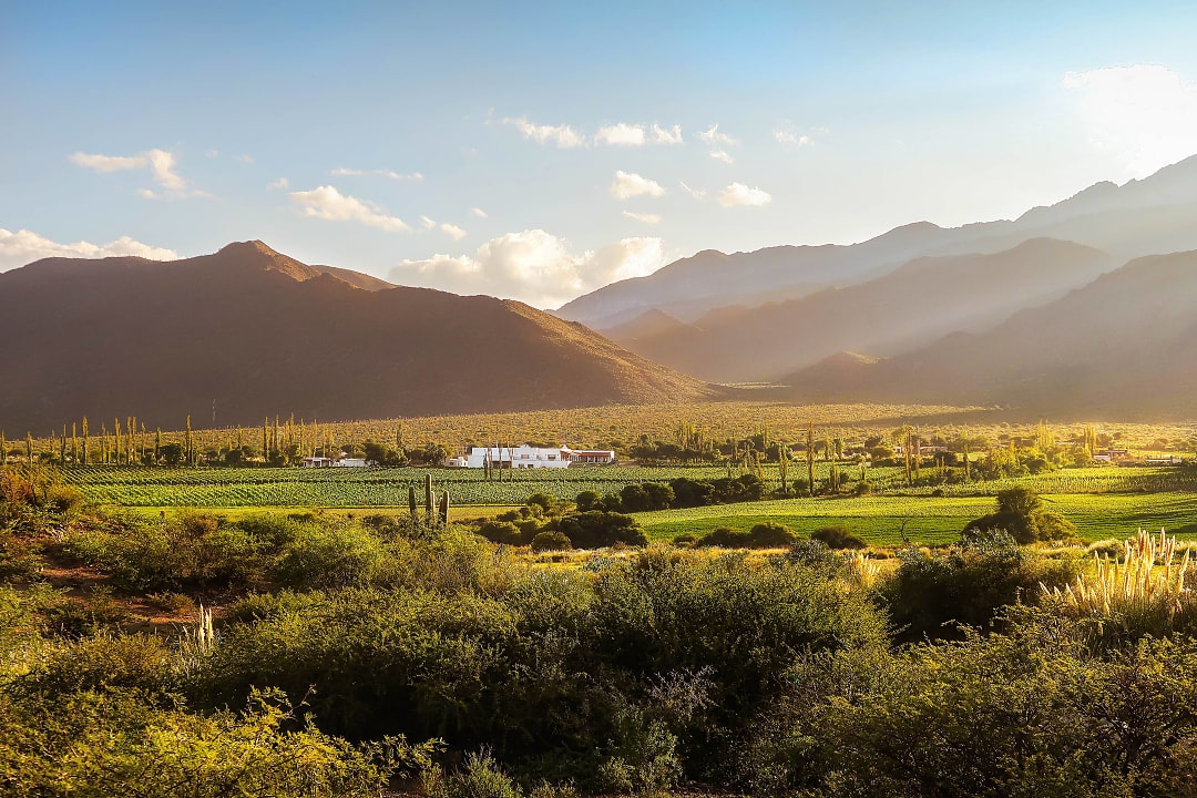 Vineyards in Salta Province, Argentina.