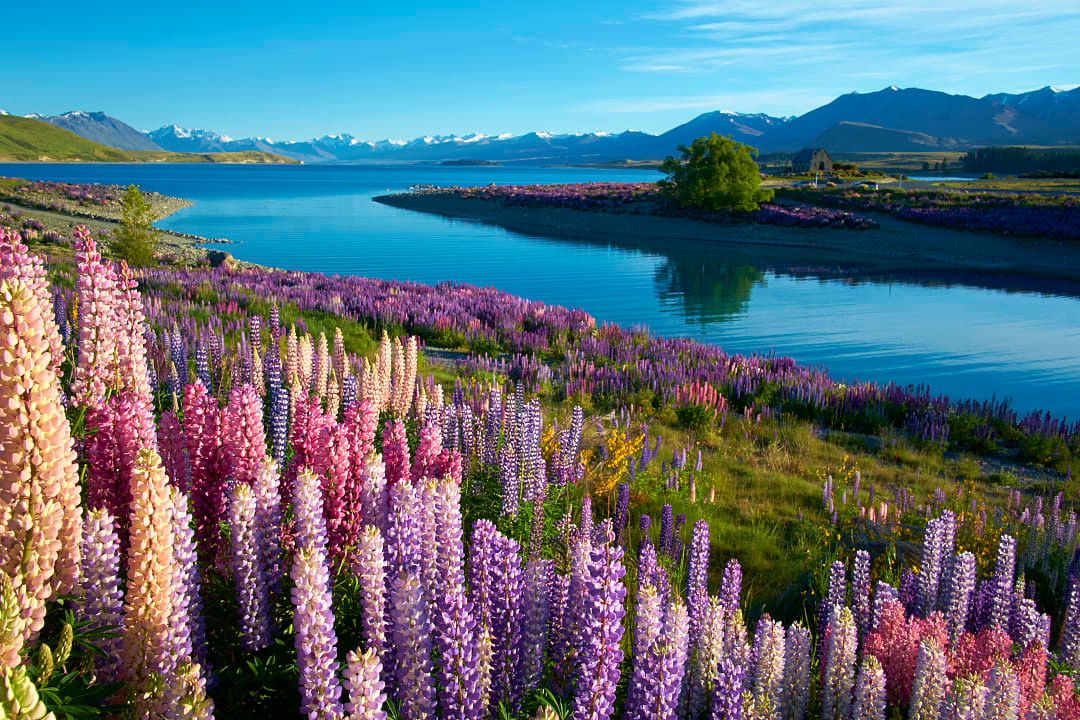 Lupins at Lake Tekapo, New Zealand