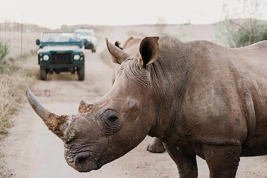 Rhino in the Kruger National Park, South Africa.