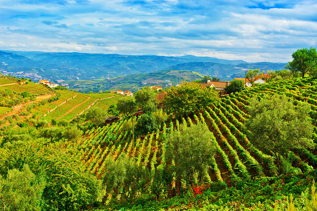 Vineyards in Douro Valley, Portugal