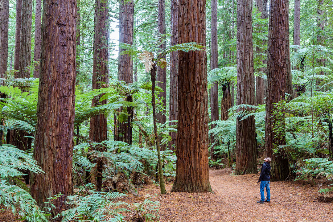 The Redwood forest in Rotorua, New Zealand