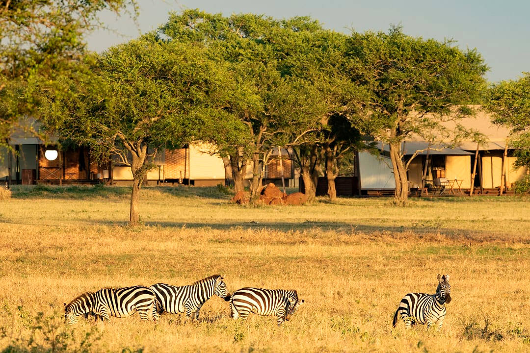 Zebras grazing at Singita Sabora Tented Camp in Tanzania