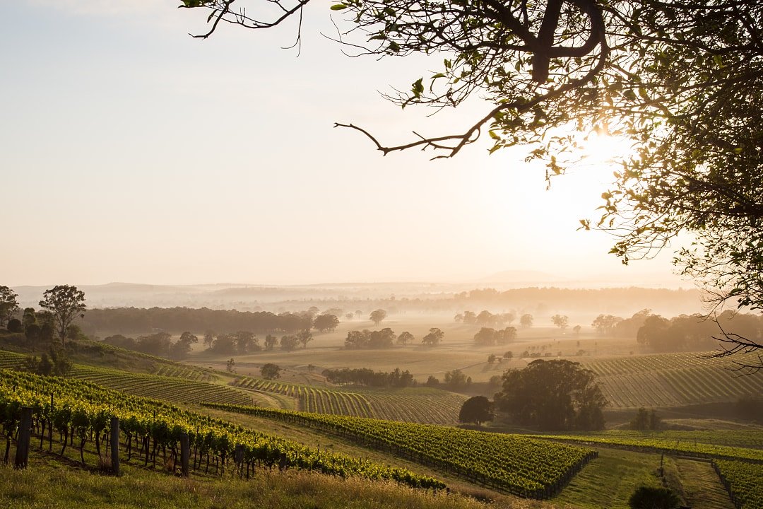 View of vineyards at sunrise in Hunter Valley, New South Wales.
