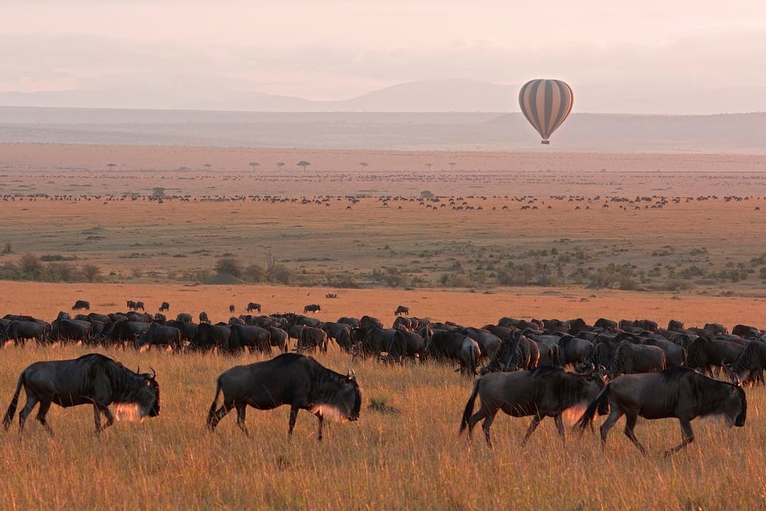 The Great Migration, Maasai Mara.
