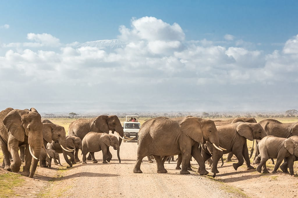 Herd of elephants crossing the road in Amboseli National Park in Kenya