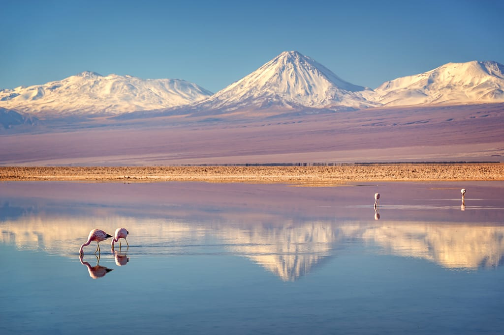 Flamingos at Chaxa Lagoon in the Atacama Salt Flats of Chile