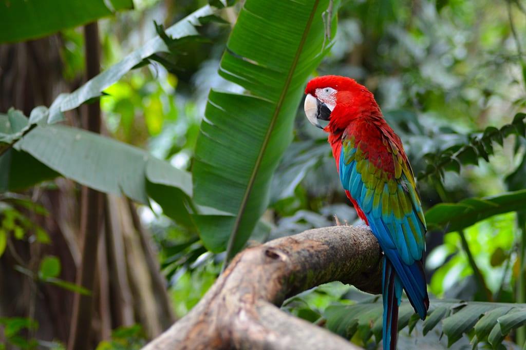 Parrot sitting on a tree branch in Valle del Cauca, Colombia